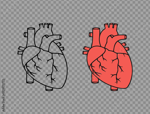 Two stylized anatomical heart drawings filled and outline