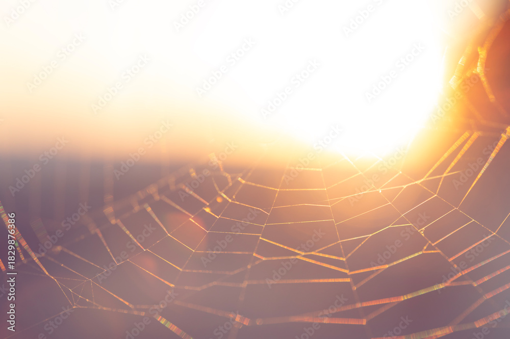 Obraz premium Rainbow spider silk against sky and sun, selective focus.