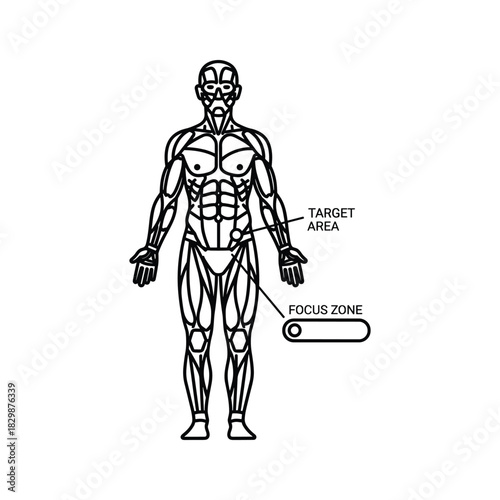 Stylized Human Anatomy Diagram with Abdominal Target Area and Pelvic Focus Zone