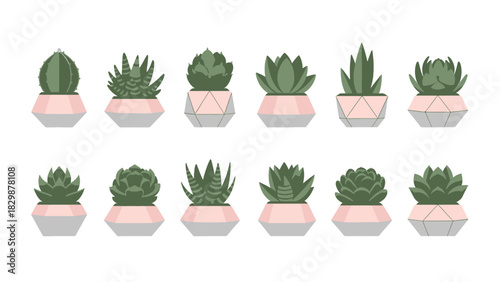 Diverse collection of indoor succulent plants in stylish geometric pots, a vibrant assortment for modern home and office decor