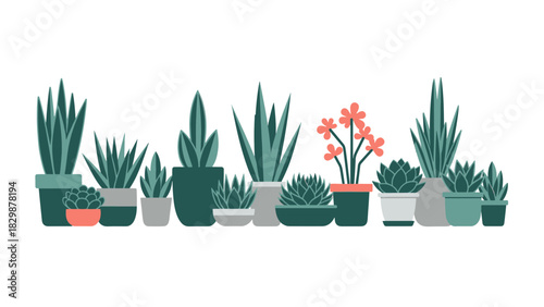 A charming collection of diverse potted succulent plants and cacti, perfect for modern home decor and creating a serene indoor garden ambiance