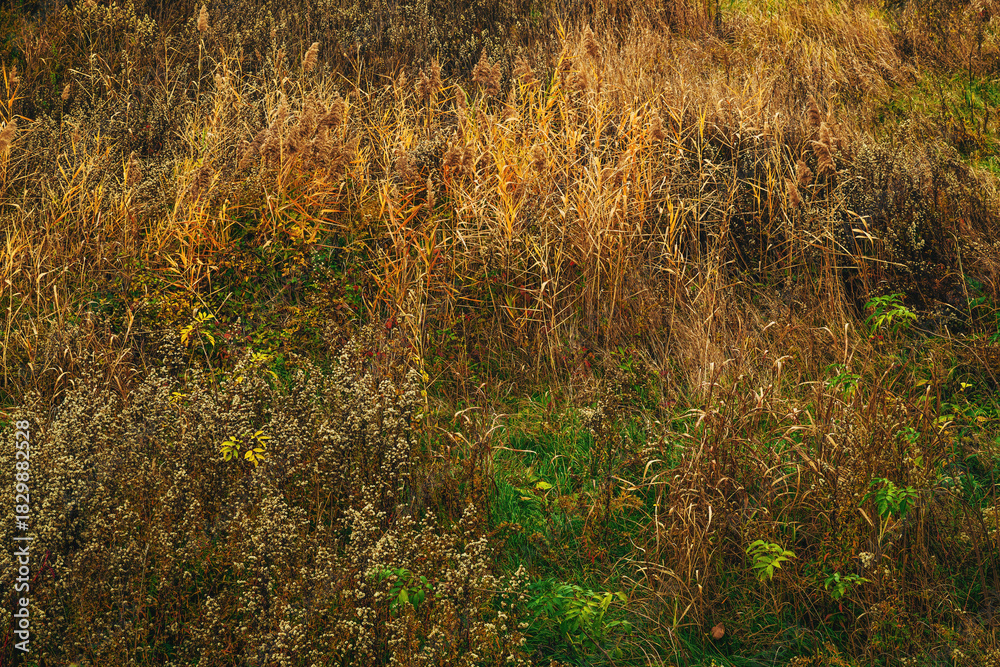 Fototapeta premium Dense autumn meadow with dry grasses, wild plants, and golden vegetation creating a natural textured landscape.