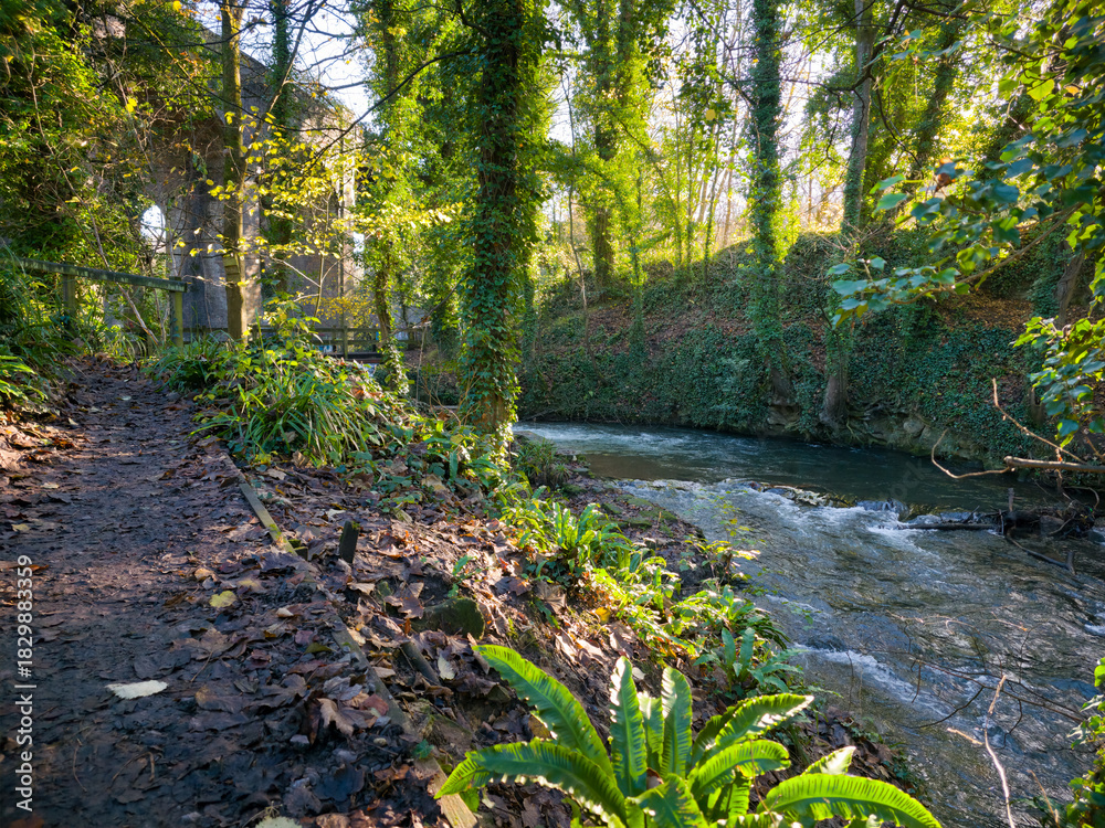 Fototapeta premium stream in the forest