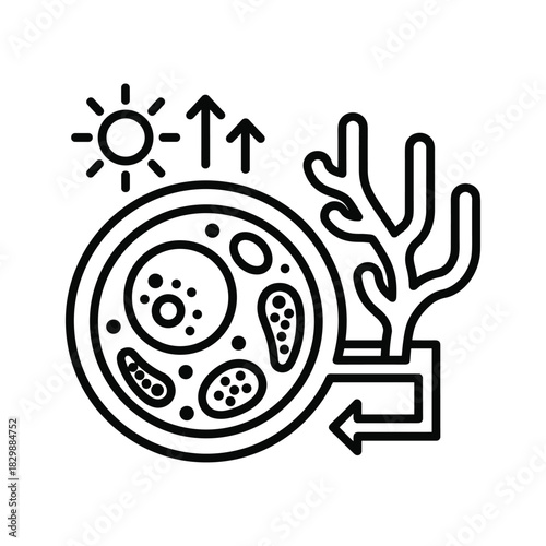 Photosynthesis and Symbiotic Energy Cycle