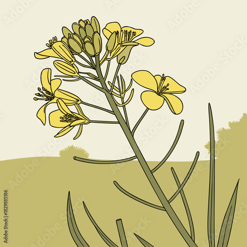 Close up illustration of a blooming yellow rapeseed flower stalk with green leaves and buds in a field