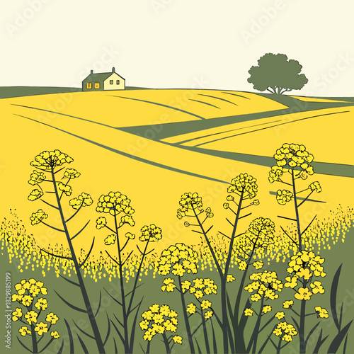 Vibrant yellow canola flowers bloom in a picturesque rural landscape with rolling hills and a distant farmhouse