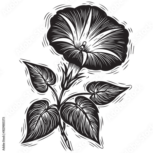 Black and white morning glory flower with leaves bloom