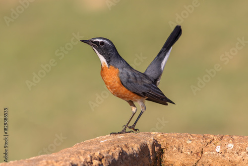 Stonechat Perched on Rock – Wildlife Bird Photography