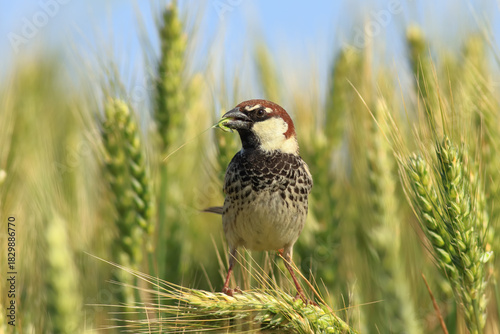 Spanish Sparrow perched on branch – detailed portrait of Passer hispaniolensis in natural habitat
