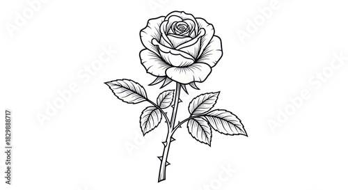 Elegant monochrome botanical illustration of a blooming rose with detailed leaves and thorns in
