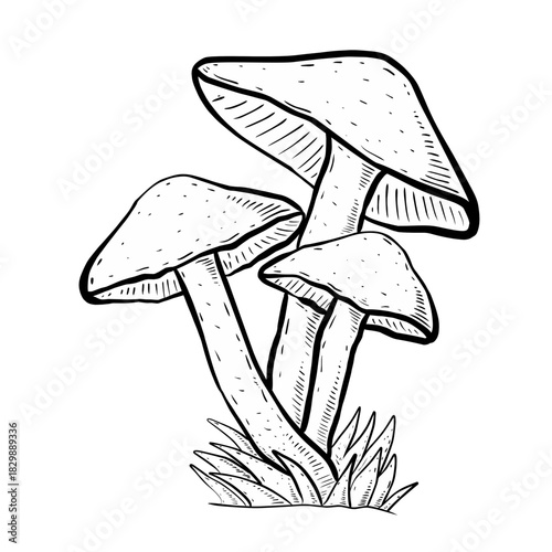 vector sketch illustration of mushroom