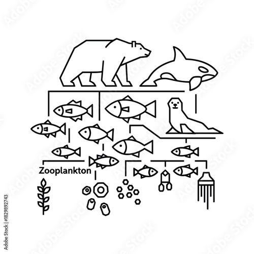 Simplified Arctic Marine Food Web Diagram with Polar Bear, Orca, Seal, Fish, Zooplankton & Phytoplankton