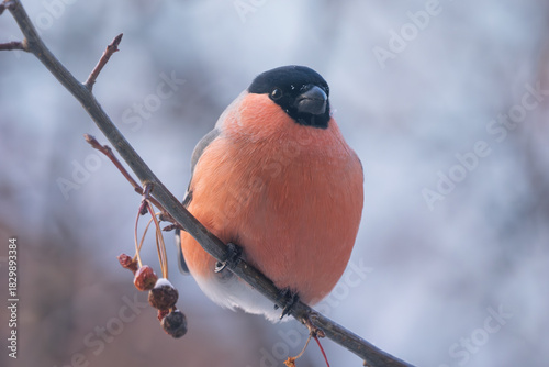 Bullfinch perched on a tree branch