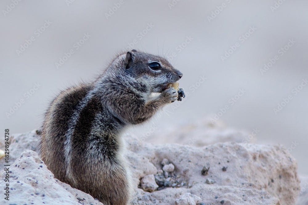 Naklejka premium Barbary Ground Squirrel (Atlantoxerus getulus) at Fuerteventura, Canary Islands, Spain.