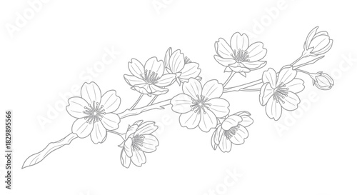 Elegant black and white line drawing of cherry blossoms on a slender branch for artistic and