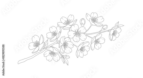 Delicate cherry blossom branch illustration emphasizing elegance and springtime beauty