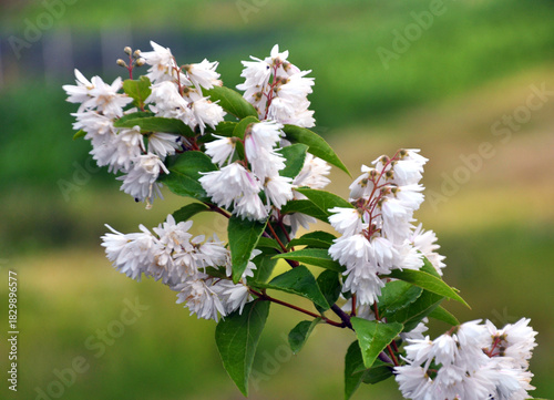 Deutzia blooms in nature