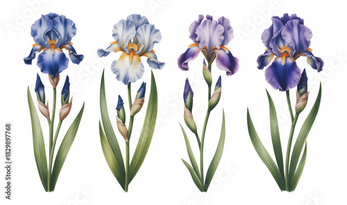 Lavender iris petals with flowing botanical detail. Orchid purple iris flowers illustrated in soft brush tones.