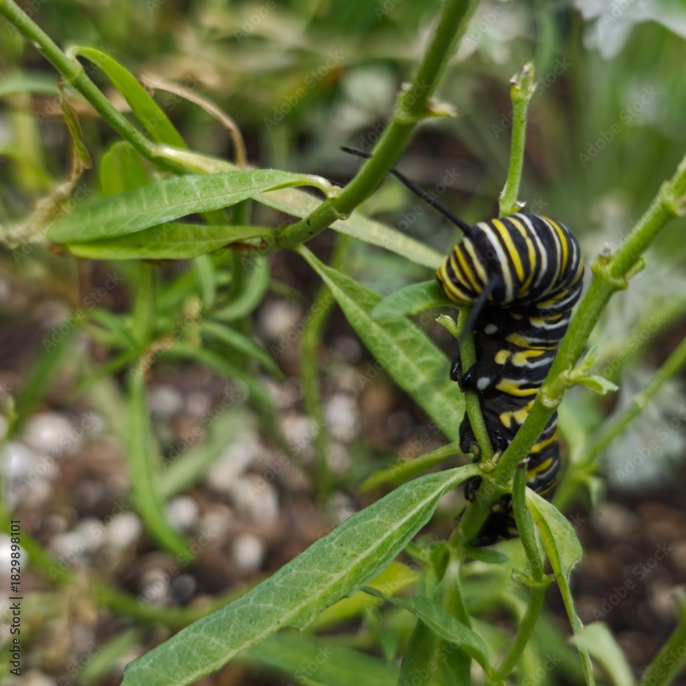 Naklejka premium caterpillar on a leaf