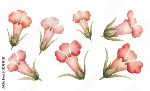 Peach trumpet blossoms in watercolor. Elegant trumpet florals painted in soft watercolor shades.