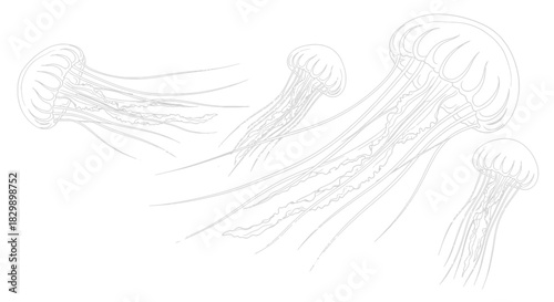 Delicate translucent jellyfish illustrations highlighting marine bioluminescent creatures