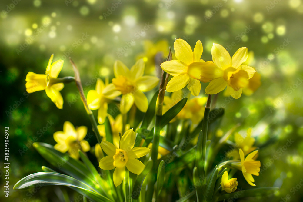Obraz premium the daffodil, Narcissus pseudonarcissus, yellow narcissus flowers in a park