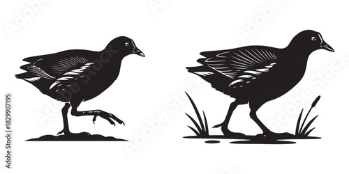 Black and white coot moorhen walking silhouette vector set