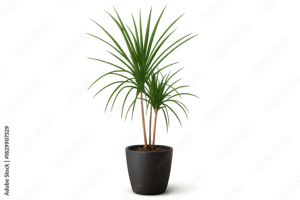 Naklejka premium Vibrant green Dracaena houseplant in a pot, isolated on transparent background