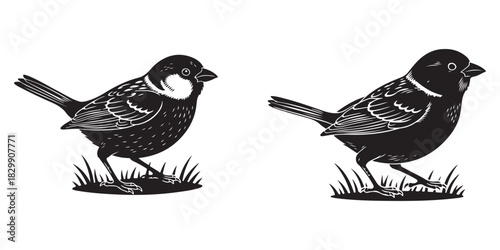 Birds on a white background, Engraved sparrow bird small garden songbird vector set