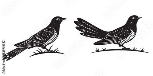 Birds on a white background, Vintage woodcut cuckoo bird stylized ground standing vector