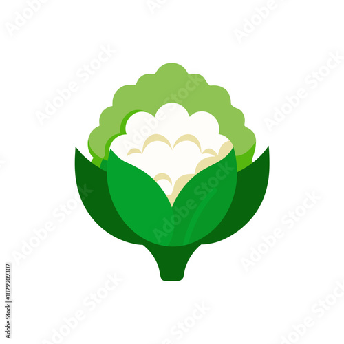 Illustration of a fresh and healthy looking cauliflower on transparent background
