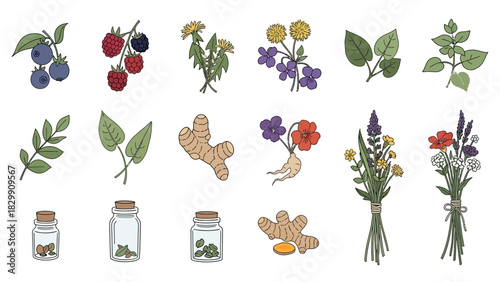 Collection of Hand Drawn Botanical Elements and Herbal Remedies.
