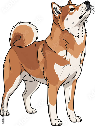 Hokkaido Inu dog standing looking up curious attentive pose