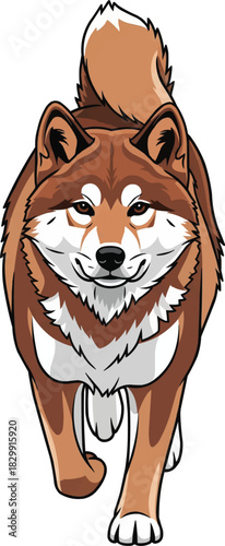 Hokkaido Inu dog running forward front view focused pose