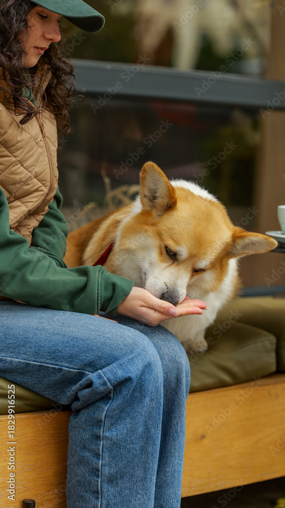 Obraz premium Woman gives a treat to her adorable Pembroke Welsh Corgi dog outdoors