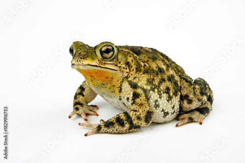 Granular toad // Marmorkröte (Rhinella granulosa) - Brazil