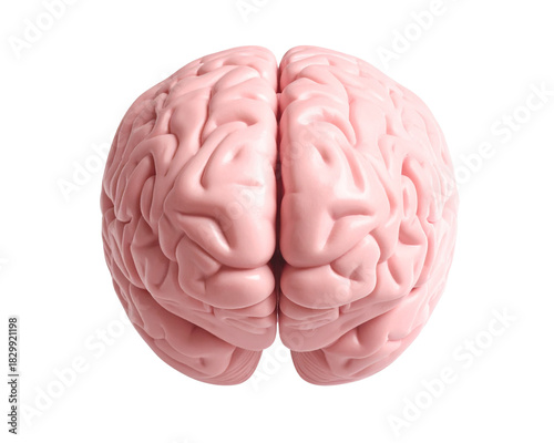 A soft pink human brain displayed from a straight-on front view, smooth anatomical fo