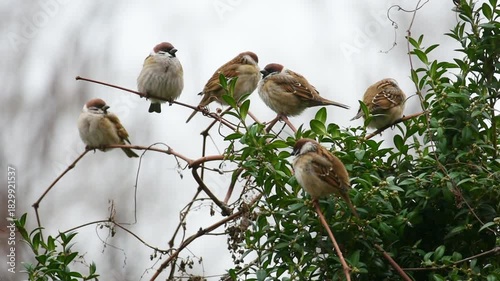 A group of small brown sparrows sits on the branches of a grape vine.