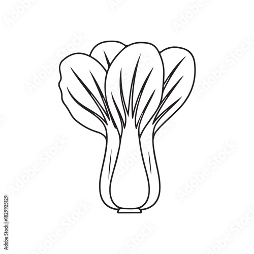 Bok choy outline vector flat illustration design
