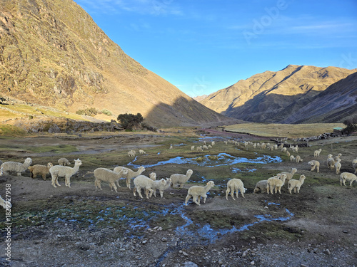 An alpaca flock on a farm in the valley west of Vinicunca Mountain (Rainbow).  Located in Cusipata, Peru.