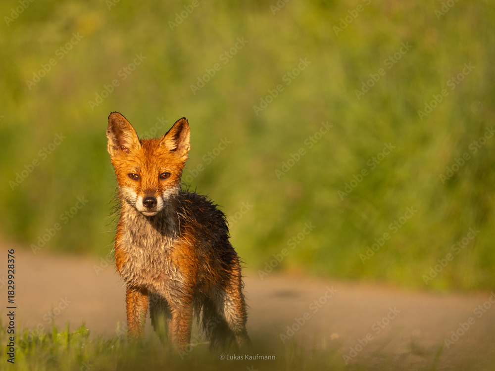 Obraz premium Rotfuchs