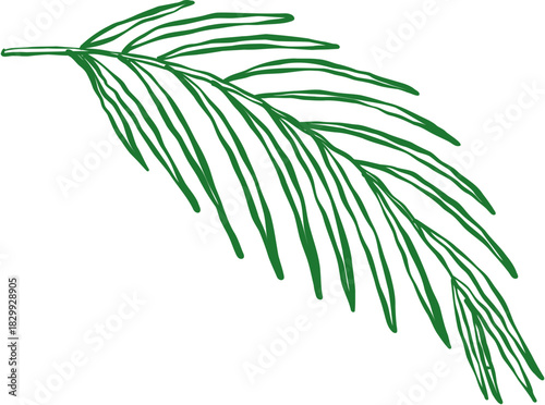 Doodle Hand-Drawn Biblical Palm Leaves Set Sketch