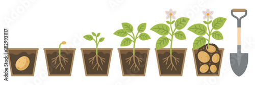 Potato plant growth stages with shovel