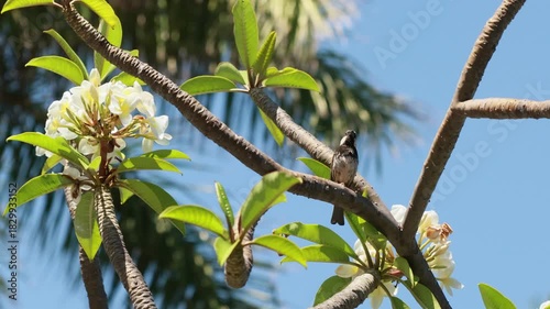 Pájaro en rama piando