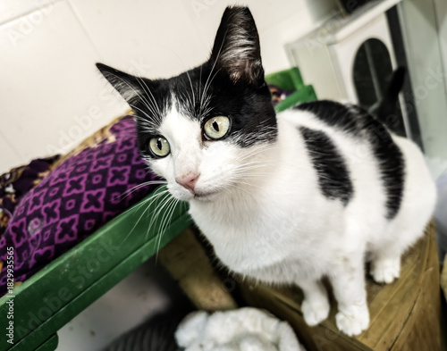 Stray cats in the street