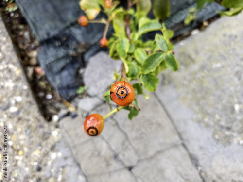 Rose bush in a garden