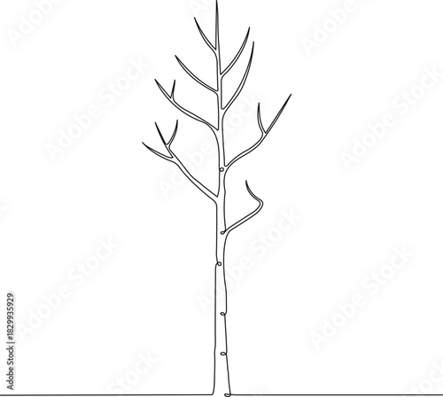 An aspen tree with a slender trunk and light branches