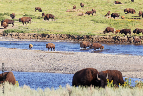 Bisons in Lamar Valley, Yellowstone National Park, USA