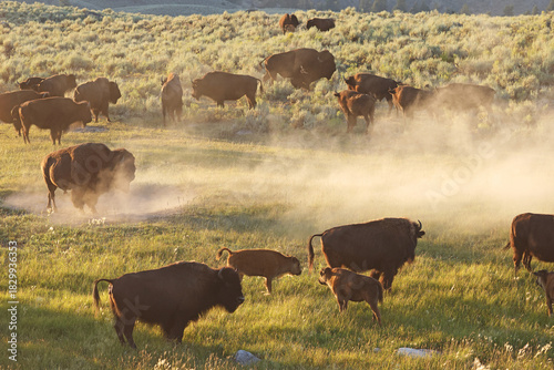 Bisons in Lamar Valley, Yellowstone National Park, USA