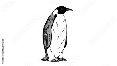 Majestic emperor penguin standing tall in black and white illustration with vector graphics origin